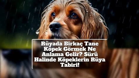 Rüyada Birkaç Tane Köpek Görmek Ne Anlama Gelir Sürü Halinde Köpeklerin Rüya Tabiri