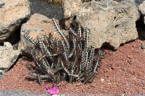 Xeriscaping in Arizona: A Practical Guide