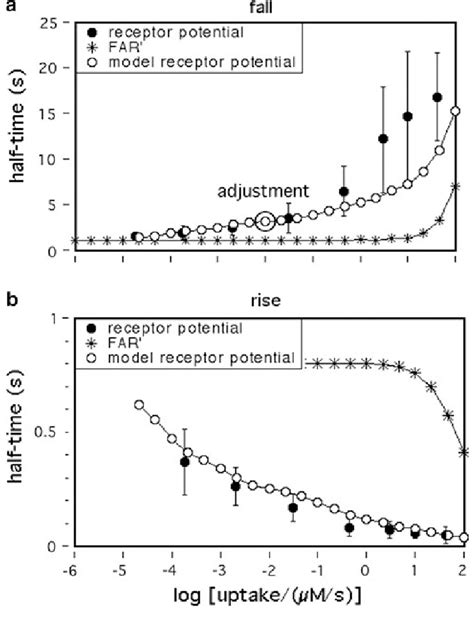 Dose Response Curves Of Half Times For Fall And Rise Of The Receptor