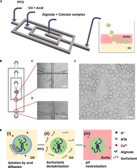 Frontiers Microfluidic Encapsulation Of Single Cells By Alginate