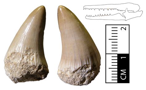 Platecarpus tooth - Amphibians & Reptiles - The Fossil Forum