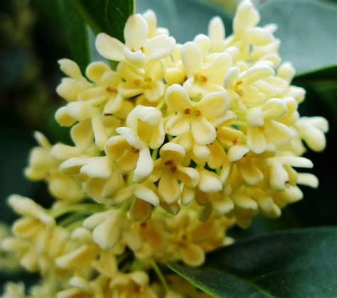 Osmanthus Gui Hua Flower Asianfoodtrail