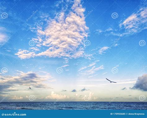 Seagulls Birds Flying In Sky Above Sea Ocean Water On Summer Sunset