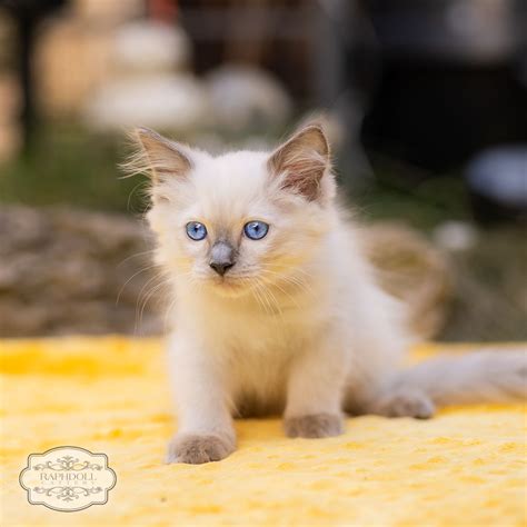 For Sale Ragdoll Kitten Girl 20230712 Ragdoll Cats