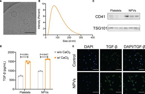 Frontiers Platelet Derived Vesicles Enhance The Tgf Beta Signaling