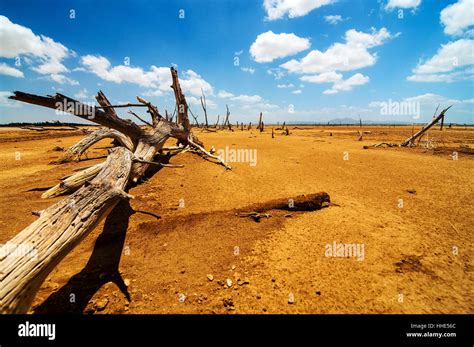 tree desert wasteland dry dried  barren landscape scenery