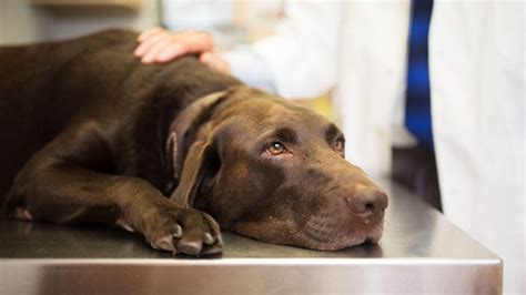 How To Care For Pets During The Coronavirus Outbreak Fox News