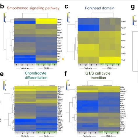 Enrichment Analysis Of Concordant Shh Regulated Genes A Functional