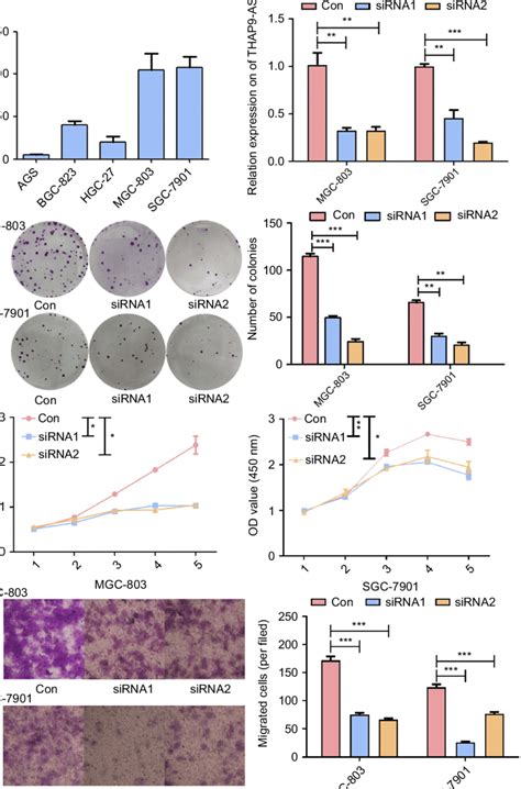 Thap9 As1 Knockdown Inhibited Gc Cell Proliferation And Migration In Download Scientific