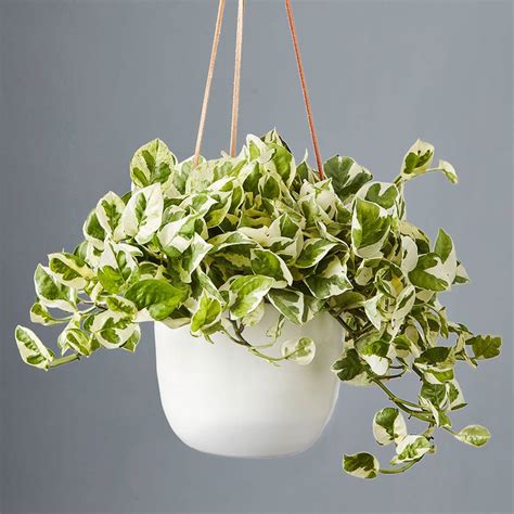 Hanging Pothos Plant Care Pothos Plant