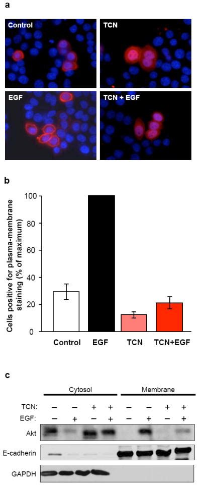 TCN Inhibits EGF Induced Recruitment Of AKT1 To The Plasma Membrane