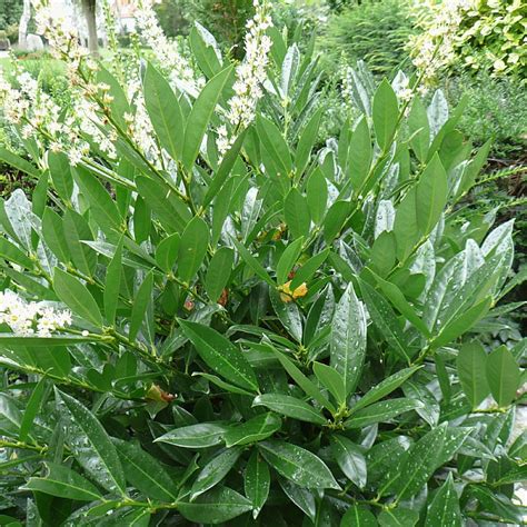 Prunus Laurocerasus Otto Luyken Find Haveplanter