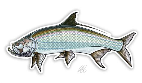 Casey Underwood Fish Decals The Fly Shop