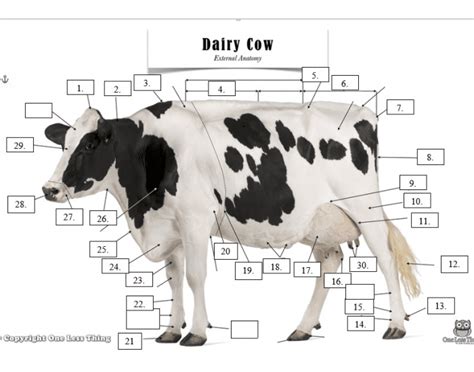 Dairy Cow Anatomy Diagram | Quizlet