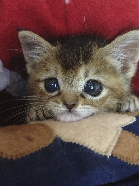 わさびちゃんち わさび記念日 キュートな猫 可愛すぎる動物 猫＆子猫