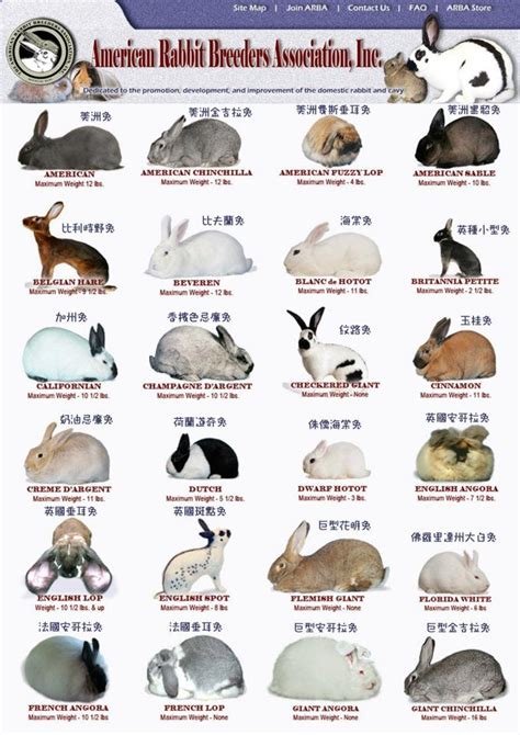 Rabbit Breed Chart | American Rabbit Breeder's Association Info Sheet