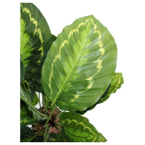 Calathea artificiel zébré 70 cm Plantes vertes artificielles