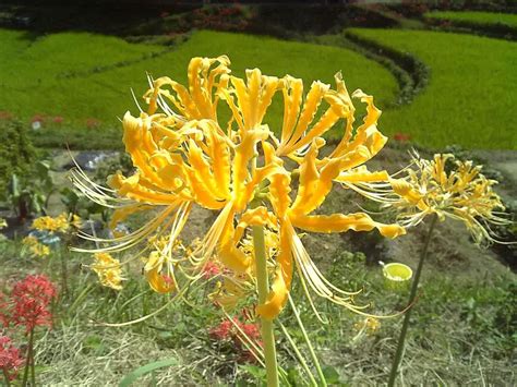 Red Spider Lily Lycoris Facts Meaning And Symbolism A To Z Flowers