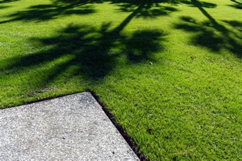 Zoysia Grass For Lawns The Ultimate Guide Lawn Chick