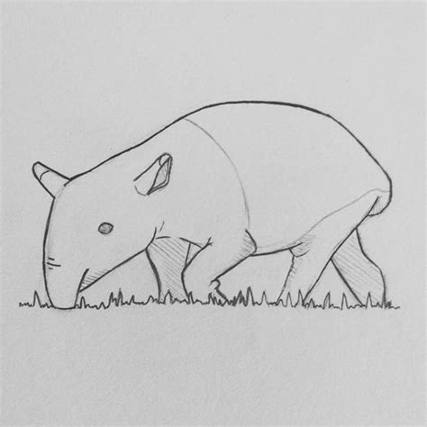 Another old #doodle 😁 #tapir #animal #sketch #sketchbook #cute #drawing… | Animal drawings ...