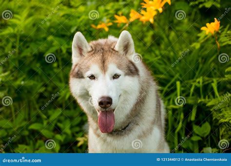 Retrato Del Husky Siberiano Beige Serio De La Raza Del Perro Con El