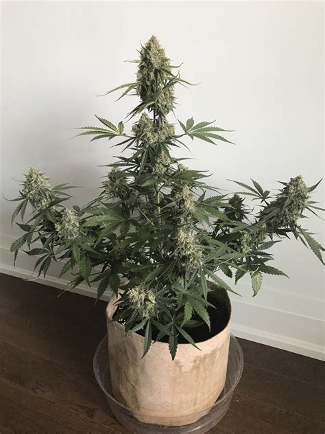 My White Widow Autoflower At Day 72 Full Album In Comments Rherbgrow