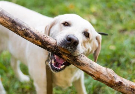 Alamak Sudah Orang Di Indonesia Meninggal Akibat Rabies Hingga