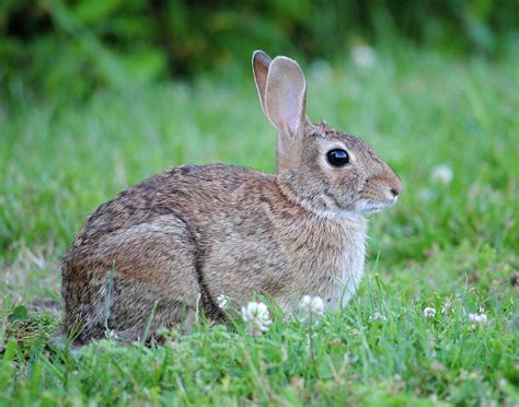 Eastern Cottontail Rabbit Photograph By Carla Mason Fine Art America