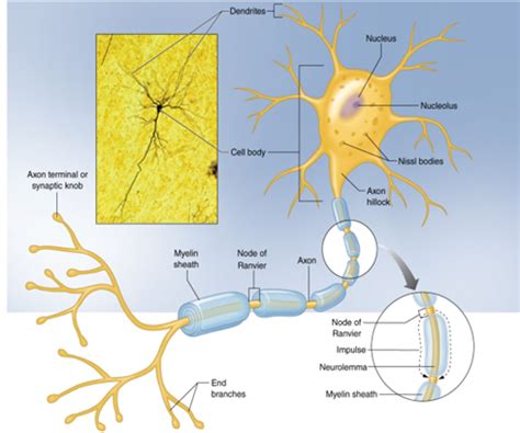 Ex Sci Muscle Neurons Flashcards Quizlet