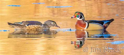 Wood Ducks Mating Jim Block Photography