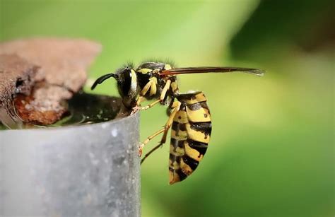 Types of wasps