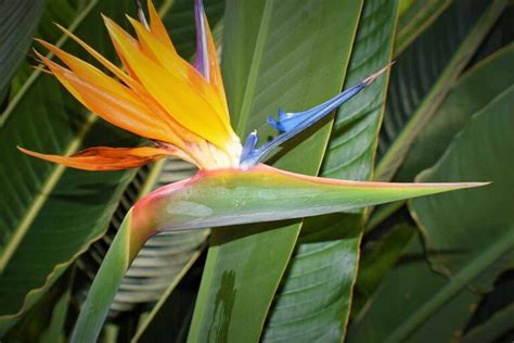 Why Are My Bird Of Paradise Leaves Turning Yellow Gardeners Path