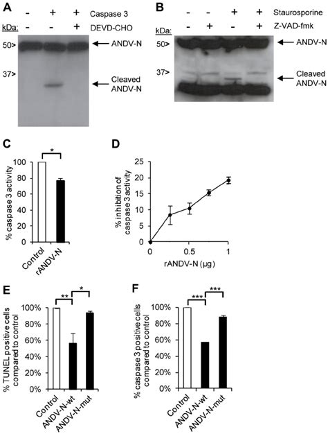 ANDV Nucleocapsid Protein Inhibits Caspase 3 Activity Analysis Of