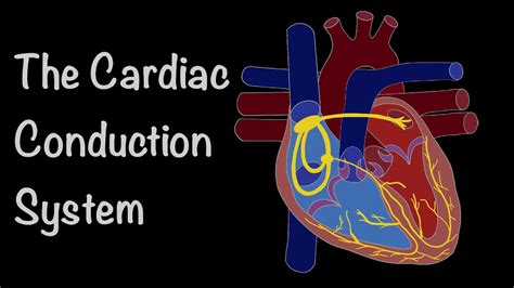 The Cardiac Conduction System The Hearts Electrical Symphony Youtube