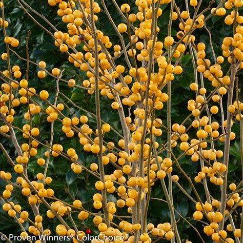 Mr. Poppins® Winterberry Holly | Plant Addicts
