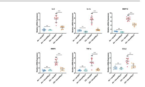 Silencing Peli Decreased The High Mrna Expression Of Sasps Caused By