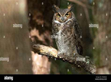 Great Horned Owl Bubo Virginianus Brevard North Carolina Usa