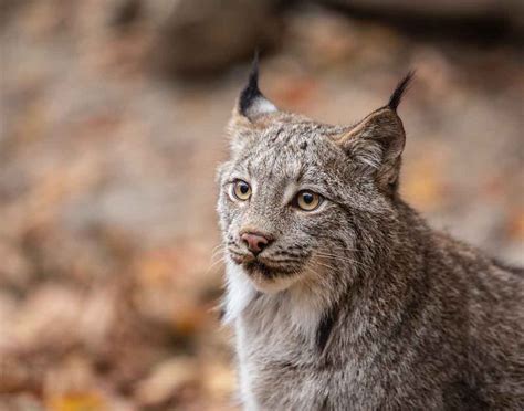 Bobcat - Up Close & Personal - Trick of the Light Photography