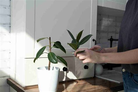 Come Fare Una Talea Di Ficus Elastica Coltivazione Biologica