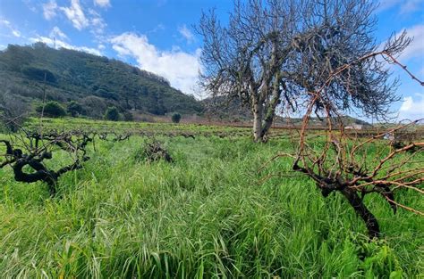 A new level of identity for Canary Island wines - Decanter