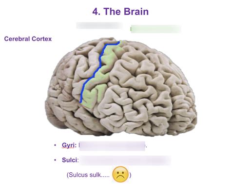 the brain; cerebral cortex Diagram | Quizlet