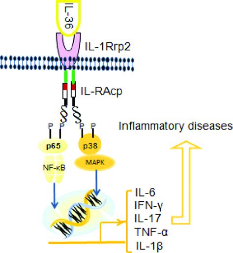 The Signaling Pathway Of Il 36 Cytokines Download Scientific Diagram