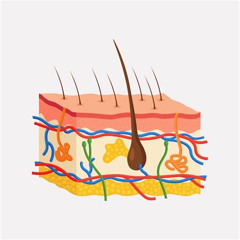 Premium Vector Human Skin Anatomy Layered Epidermis With Hair Bulb