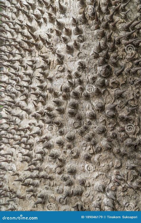 Bombax Ceiba Textured And Surface Of The Trunk Thorny Or Kapok Tree