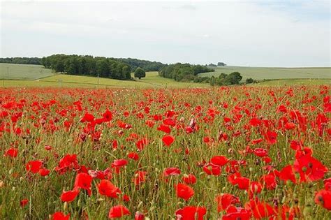 In Flanders Field This Memorial Day | Bearing Drift