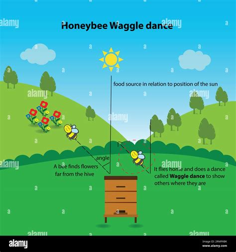 Honeybee Waggle Dance Educational Worksheet Stock Vector Image And Art