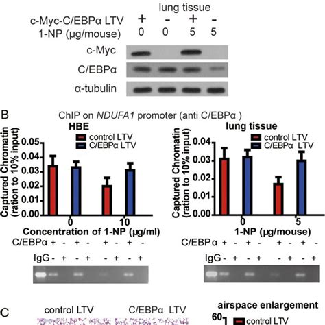 C EBPα transcriptionally regulates the expression of oxidative