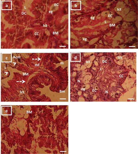 Histological Sections Of The Hepatopancreas Of Snails H Aspersa In