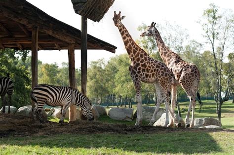 Premium Photo Giraffes And Zebras Live And Eat Together