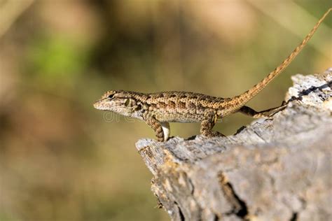 Young Western Fence Lizard California Blurred Background Stock Image